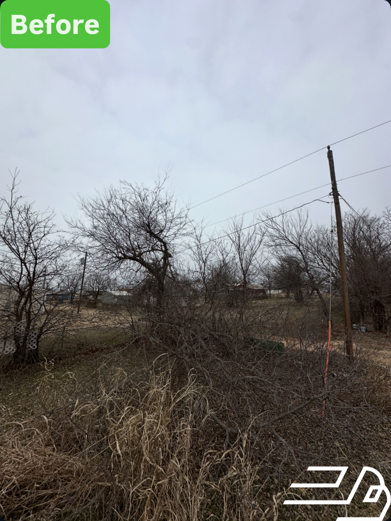 Trees under power line